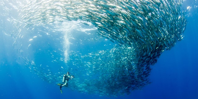 Cabo Pulmo National Park-2