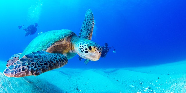 Cabo Pulmo National Park-0