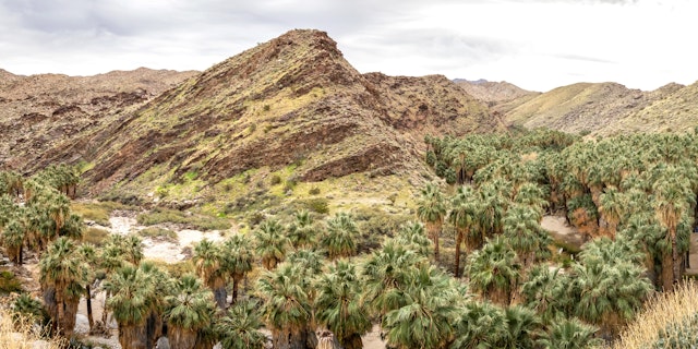 Palm Desert -2