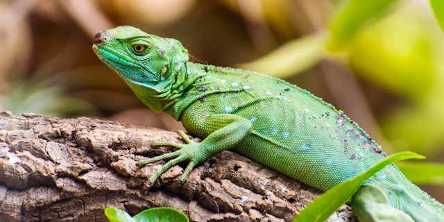 Huilo Huilo Biological Reserve-5