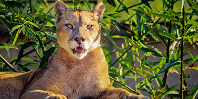 Huilo Huilo Biological Reserve-2