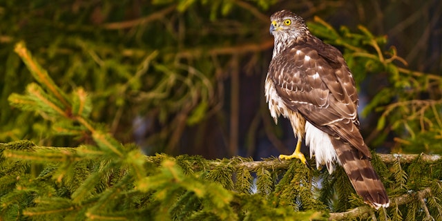 Huilo Huilo Biological Reserve-4