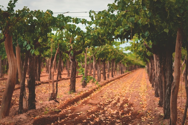 Molinos-2