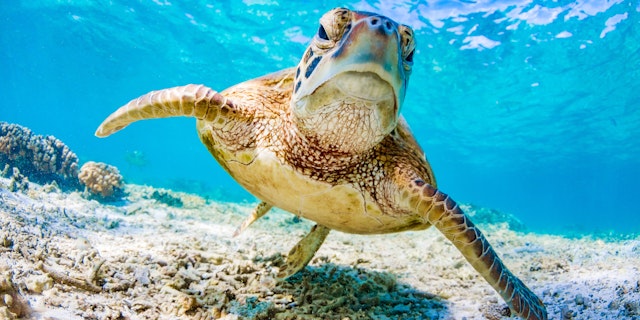 Great Barrier Reef-0
