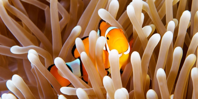 Great Barrier Reef-1