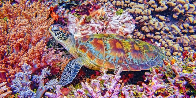 Great Barrier Reef-3