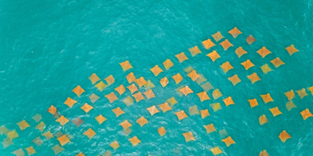 Great Barrier Reef-6