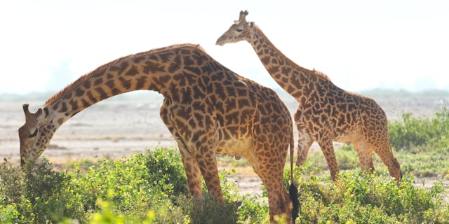 Amboseli National Park-6