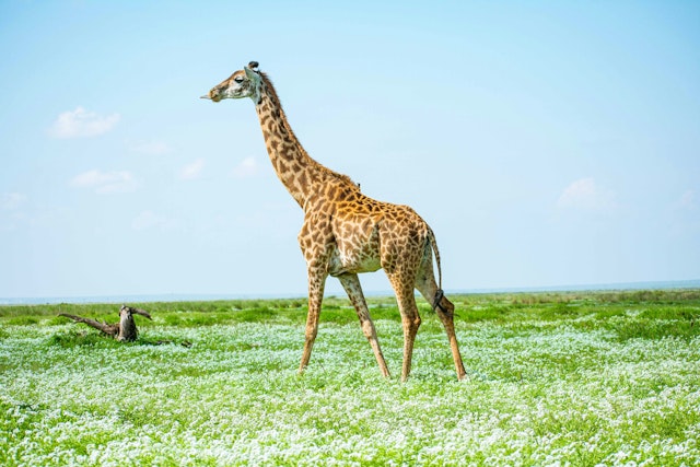 Amboseli National Park-1