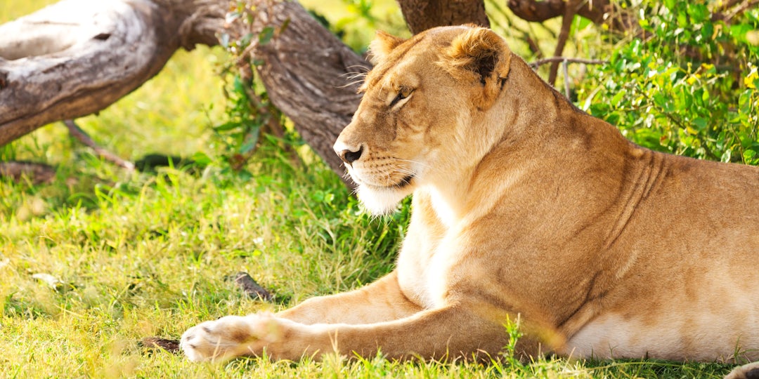 Voyage Mombasa et Masai Mara