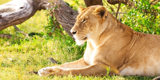 Amboseli National Park-4