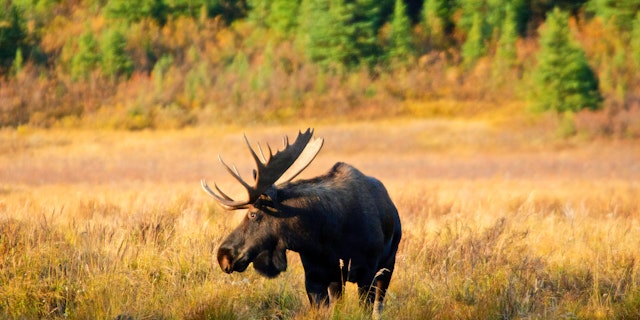 15 Tage Rundreise durch Alberta in Kanada
