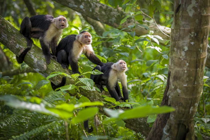 Voyage au Costa Rica avec enfants - Image 4