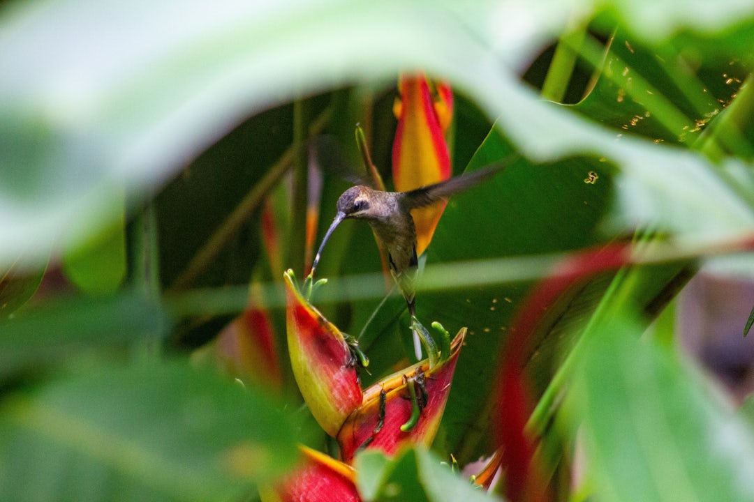 Voyage aventure au Costa Rica