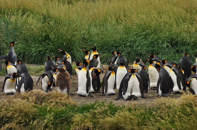 Tierra del Fuego Province (Chile)-2
