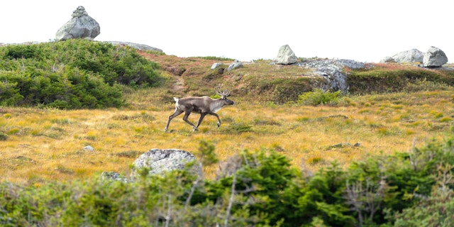 Gros Morne National Park-7