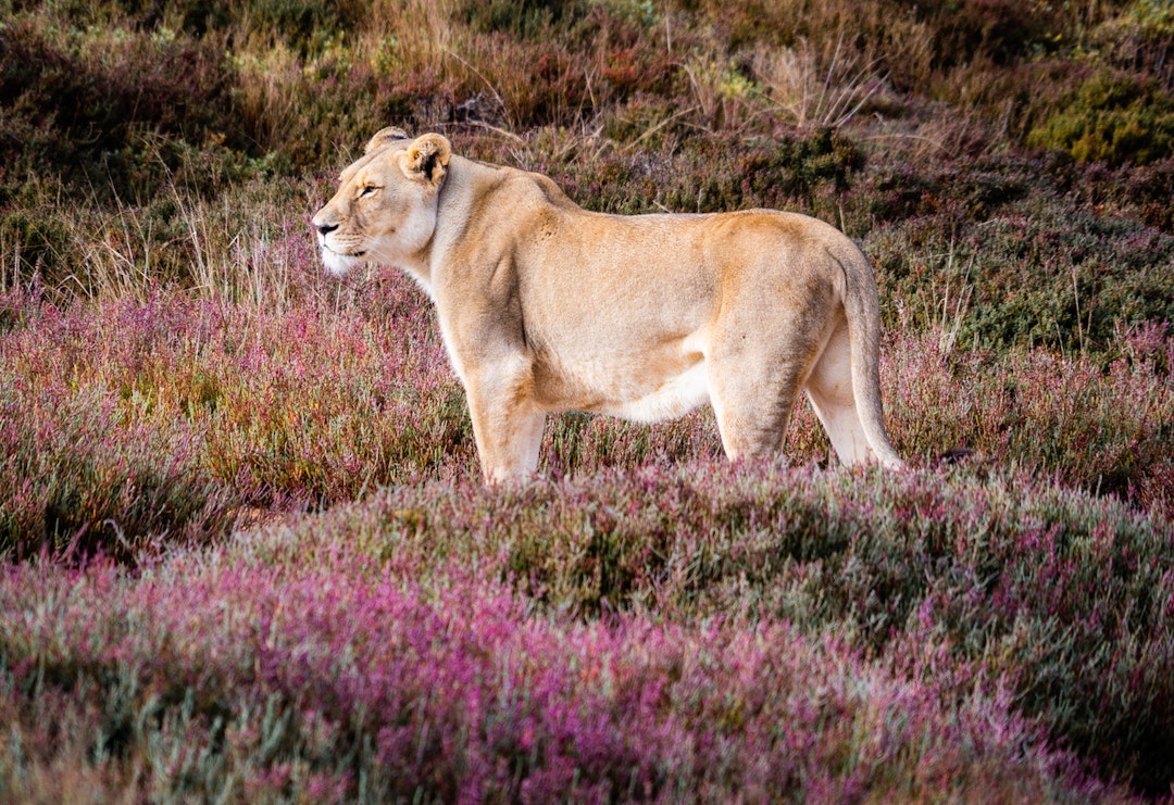 Safari: Wilde Wunder der Garden Route