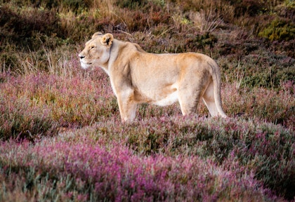 Südafrika Rundreise 2 Wochen: Familienabenteuer von Kapstadt bis Safari - Image 2