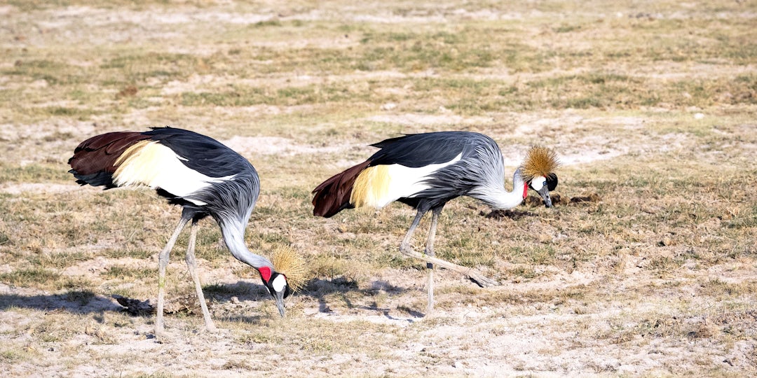 Séjour au Kenya safari et plage