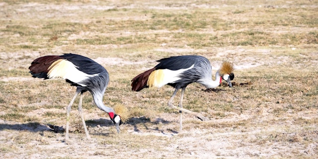 Séjour au Kenya safari et plage