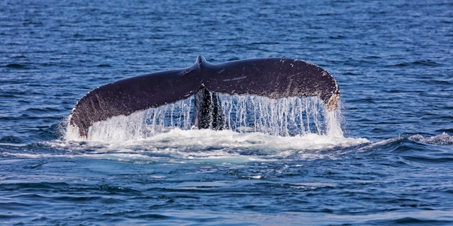 Cape Cod-7