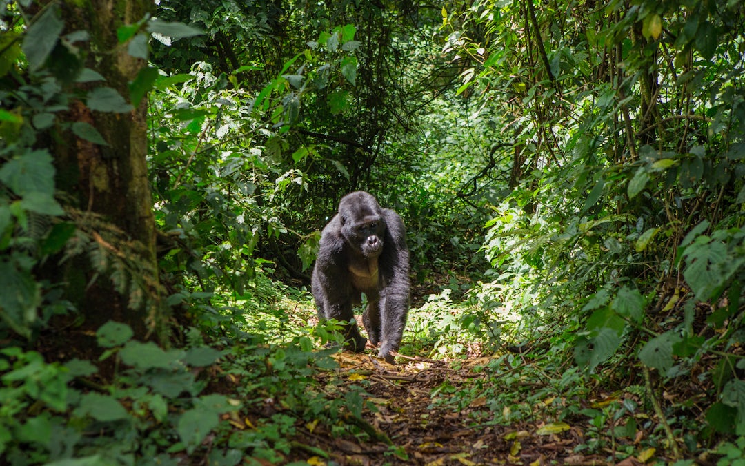 Uganda Gorilla Trekking Abenteuer