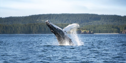 Alaska Urlaub: Bärenabenteuer in der unberührten Wildnis - Image 1