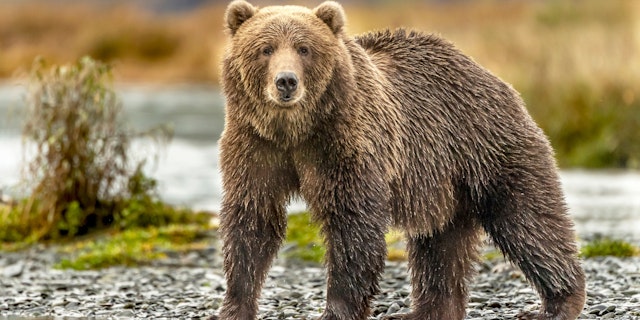 Alaska Urlaub: Bärenabenteuer