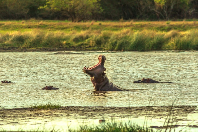 Safari Abenteuer im Norden