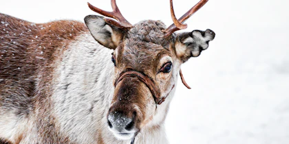 Mit dem Zug nach Lappland: 7 Tage von Helsinki bis Sodankylä - Image 3