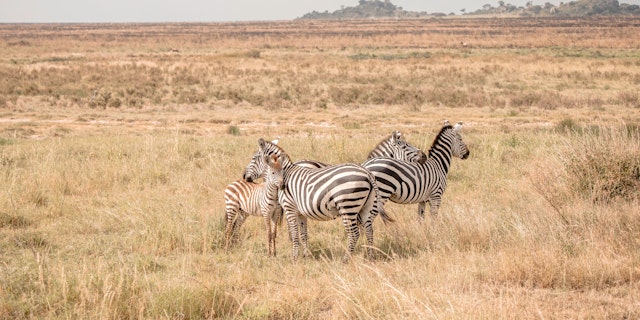 Central Serengeti-3