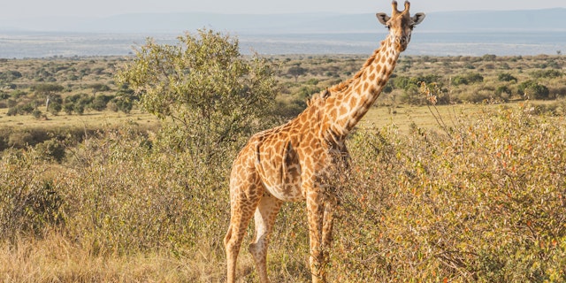 Kombireise Tansania: Safari und Sansibar