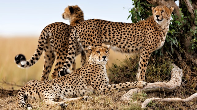 Kombireise Tansania: Safari und Sansibar