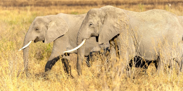 Central Serengeti-2