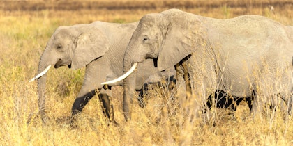 Tansania & Sansibar Rundreise: Safari und Traumstrände erleben - Image 4