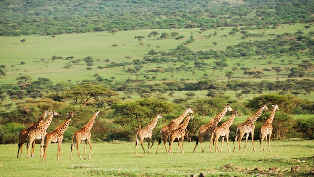 Central Serengeti-1