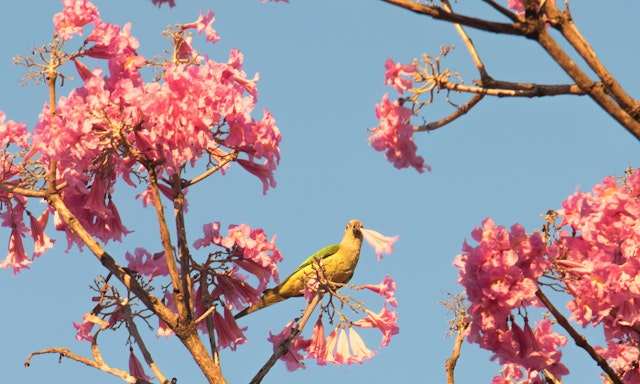 Campo Grande-2