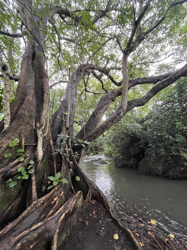 Rivertrees Country Inn