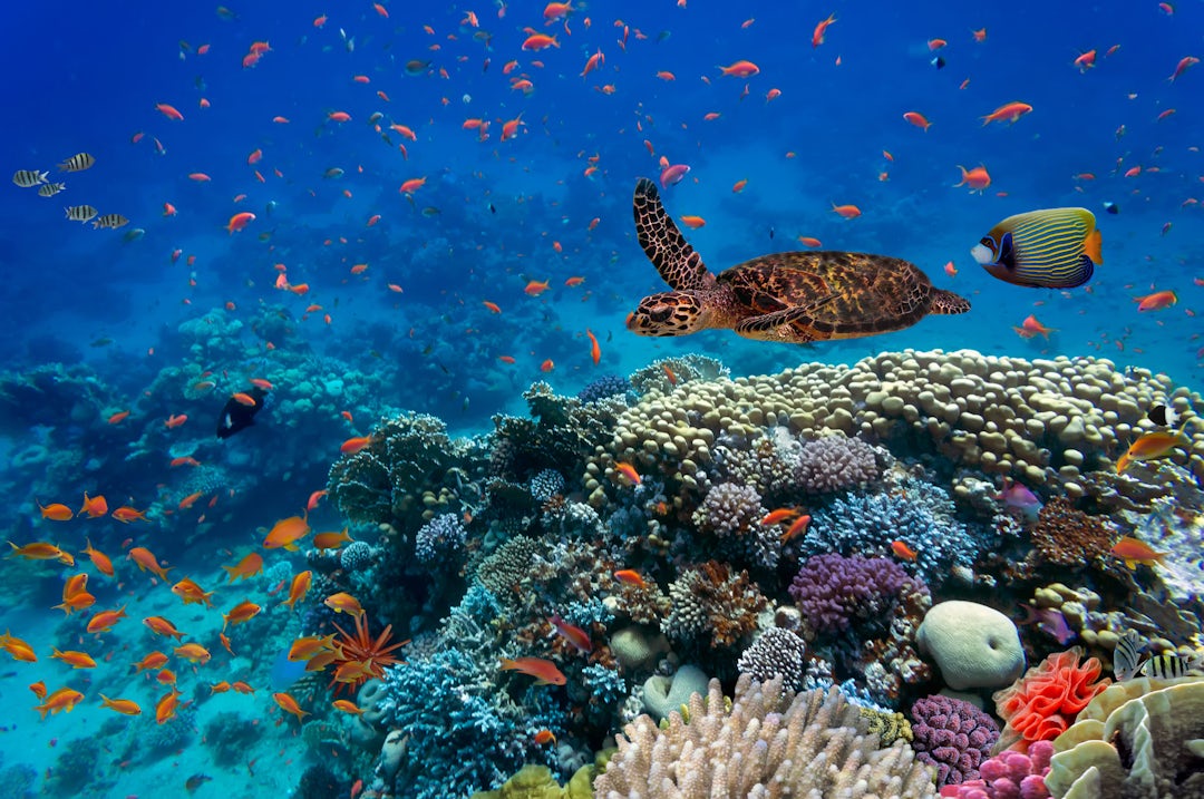 Saudi-Arabien Urlaub am Roten Meer: Luxus pur