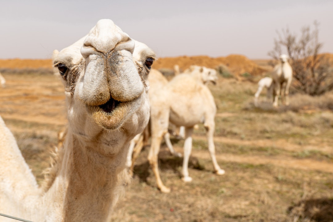 Saudi Arabien Rundreise intensiv