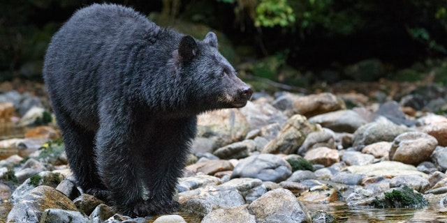 Rundreise durch British Columbia: Große Wildnis