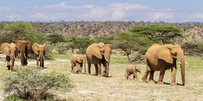 Masai Mara Safari mit Badeurlaub in Diani - Image 3