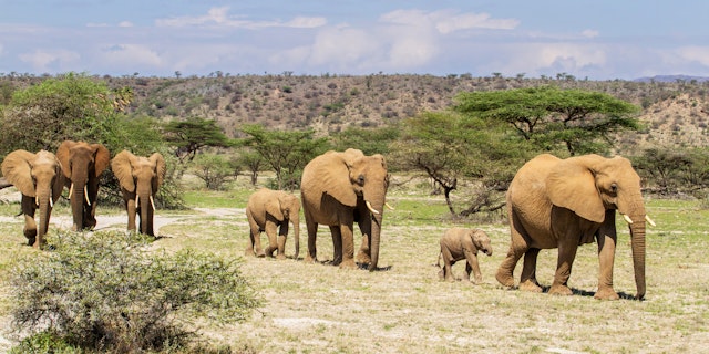 Masai Mara Safari mit Badeurlaub in Diani