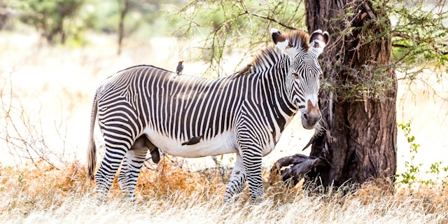 Buffalo Springs National Reserve-1
