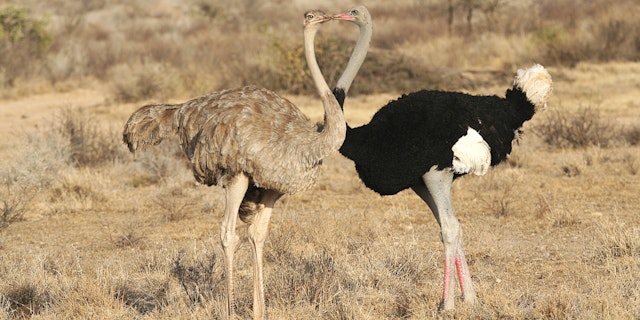 Buffalo Springs National Reserve-2