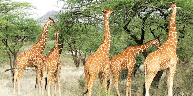 Buffalo Springs National Reserve-0