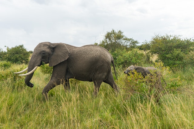 Tipilikwani Mara Camp