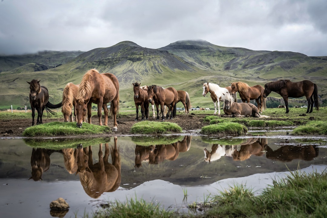 Island-Umrundung: Von Reykjavik zu den Westfjorden