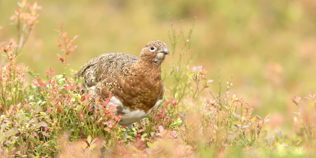 Lapland-7