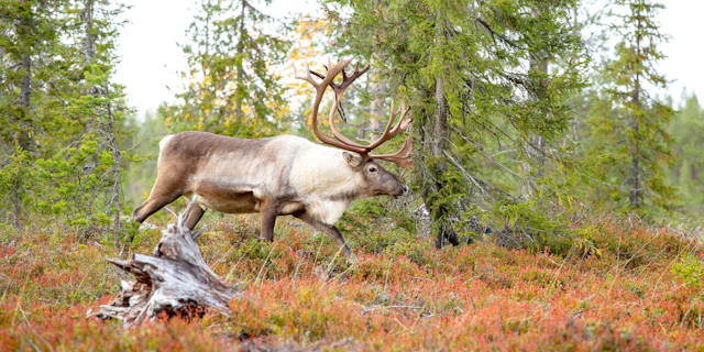 Lapland-4
